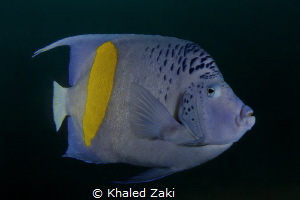 Blue Angel Fish-Qatar by Khaled Zaki 